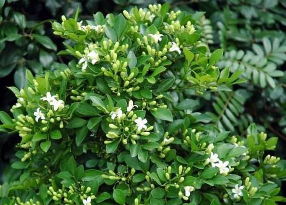 九里香的寓意与象征风水（揭开九里香的神秘面纱）