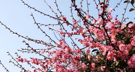 梅花的品质之美（以梅花为象征的优秀品质与人生哲学）