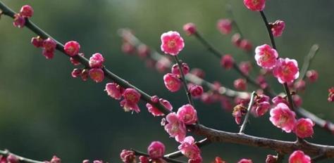 梅花的品质之美（以梅花为象征的优秀品质与人生哲学）