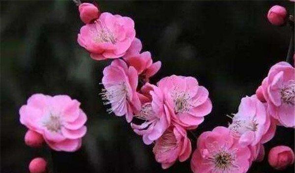 梅花的品质之美（以梅花为象征的优秀品质与人生哲学）