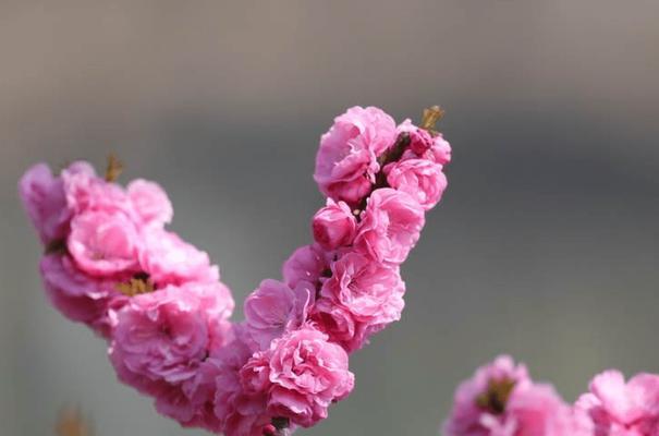 榆叶梅叶子卷曲怎么办？找出原因并解决的方法是什么？