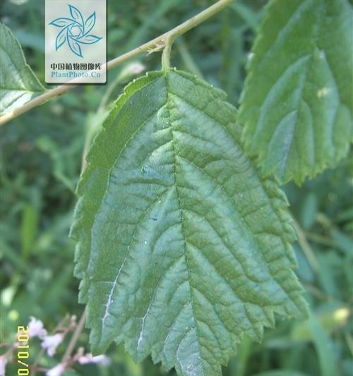 榆叶梅叶子卷曲怎么办？找出原因并解决的方法是什么？