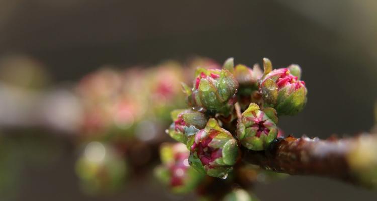 榆叶梅叶子卷曲怎么办？找出原因并解决的方法是什么？