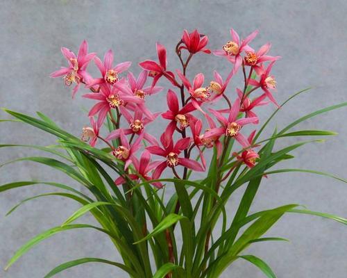 探索兰花世界的绚丽之美（品味兰花独特魅力）