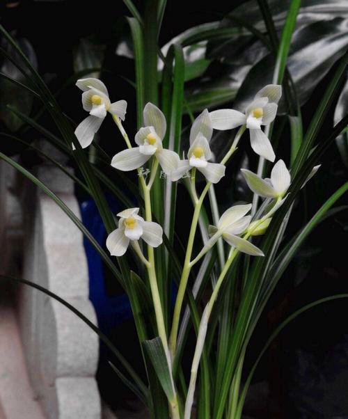 探索兰花世界的绚丽之美（品味兰花独特魅力）