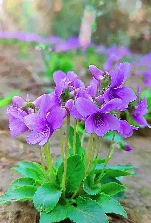 紫色海棠花花语(用紫色海棠花诉说爱与希望) 紫色海棠花花语(用紫色海棠花诉说爱与希望)