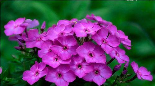 紫色海棠花花语(用紫色海棠花诉说爱与希望) 紫色海棠花花语(用紫色海棠花诉说爱与希望)