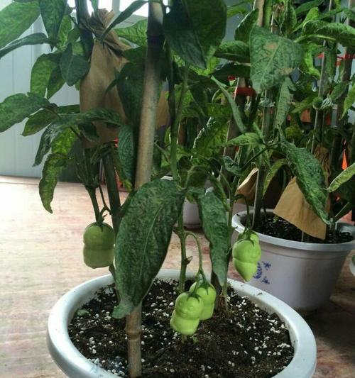 人参果可以种在家门口吗?种植条件和步骤是什么? 人参果可以种在家门口吗?种植条件和步骤是什么?