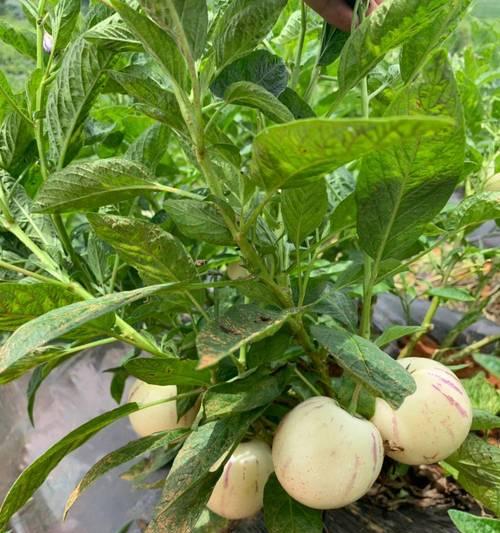 人参果可以种在家门口吗?种植条件和步骤是什么? 人参果可以种在家门口吗?种植条件和步骤是什么?