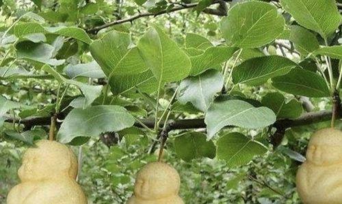 人参果可以种在家门口吗?种植条件和步骤是什么? 人参果可以种在家门口吗?种植条件和步骤是什么?