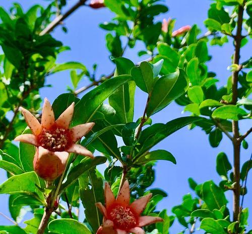 石榴树怕冻吗？过冬温度要求是多少？