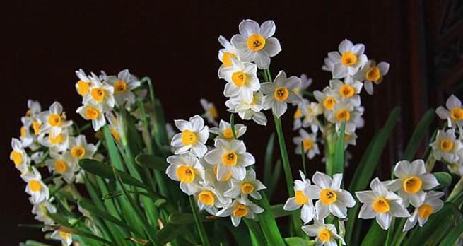 水仙花（解读水仙花语）