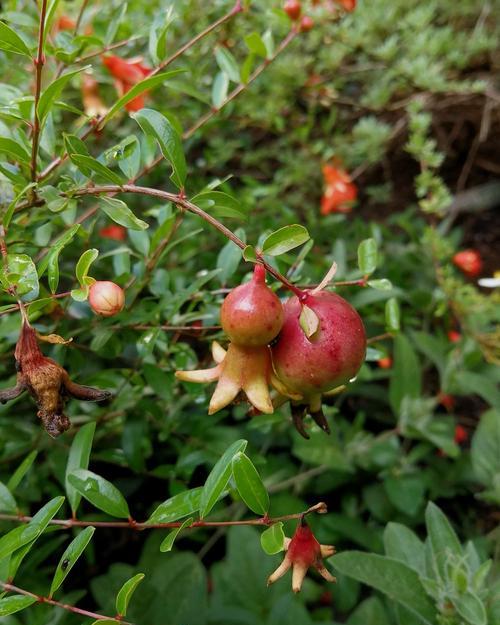 石榴树怕冻吗？过冬温度要求是多少？