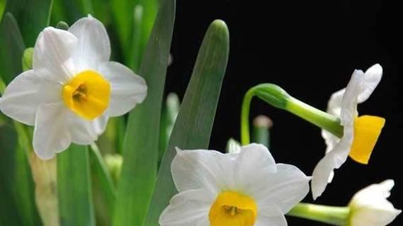 水仙花（解读水仙花语）