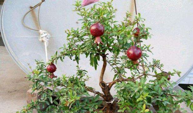 石榴树怕冻吗？过冬温度要求是多少？