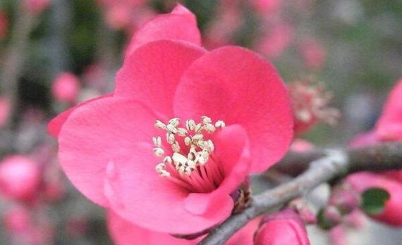 梅花花语与代表意义（梅花花语的深刻寓意与美丽韵味）