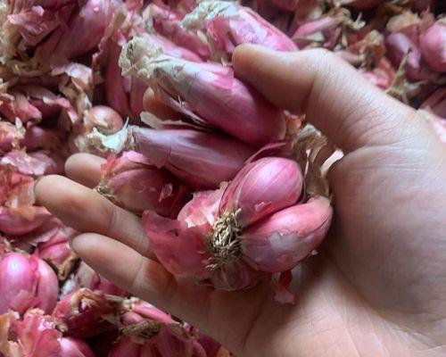 红葱头几月份种植最合适?如何确保高产? 红葱头几月份种植最合适?如何确保高产?