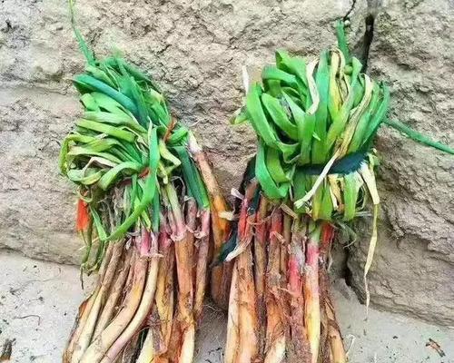 红葱头几月份种植最合适?如何确保高产? 红葱头几月份种植最合适?如何确保高产?