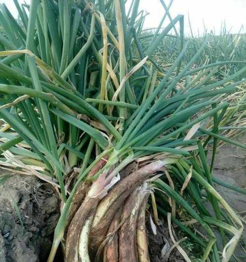 红葱头几月份种植最合适?如何确保高产? 红葱头几月份种植最合适?如何确保高产?