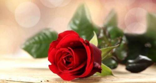 玫瑰花的意义与传达情感（了解玫瑰花象征的爱与关怀）
