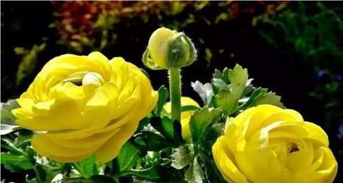 什么花代表纯洁？了解花语背后的含义是什么？