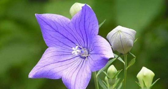 什么花代表纯洁？了解花语背后的含义是什么？