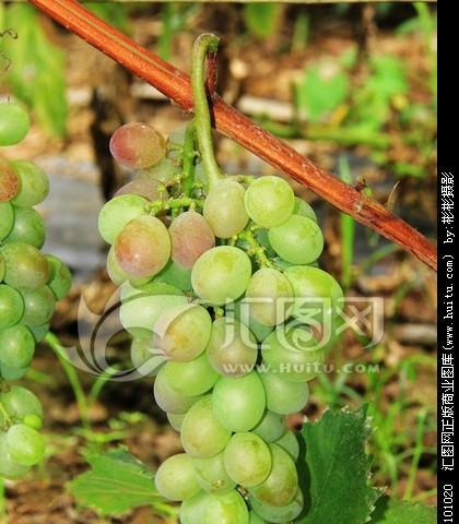 葡萄是果实吗?为什么我们称它为水果? 葡萄是果实吗?为什么我们称它为水果?