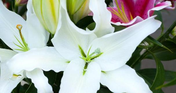 百合花的寓意与象征（百合花送几朵）