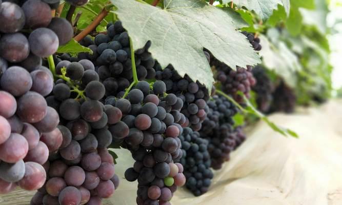 葡萄是果实吗?为什么我们称它为水果? 葡萄是果实吗?为什么我们称它为水果?