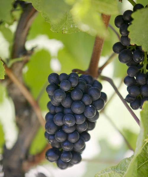 葡萄是果实吗?为什么我们称它为水果? 葡萄是果实吗?为什么我们称它为水果?