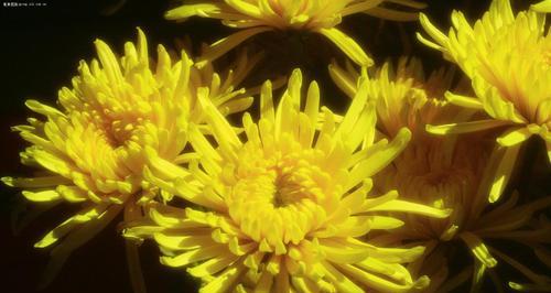 黄色菊花的花语和象征意义(探寻黄色菊花的美丽寓意与深刻内涵) 黄色菊花的花语和象征意义(探寻黄色菊花的美丽寓意与深刻内涵)