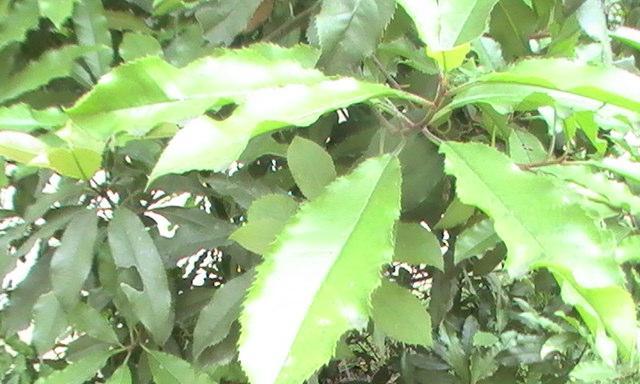 菏泽市树是什么？了解菏泽市树的种类和意义？