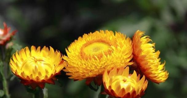 黄色菊花的花语和象征意义(探寻黄色菊花的美丽寓意与深刻内涵) 黄色菊花的花语和象征意义(探寻黄色菊花的美丽寓意与深刻内涵)