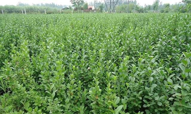 菏泽市树是什么?了解菏泽市树的种类和意义? 菏泽市树是什么?了解菏泽市树的种类和意义?