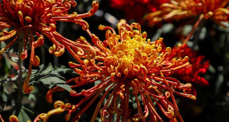 黄色菊花的花语和象征意义(探寻黄色菊花的美丽寓意与深刻内涵) 黄色菊花的花语和象征意义(探寻黄色菊花的美丽寓意与深刻内涵)