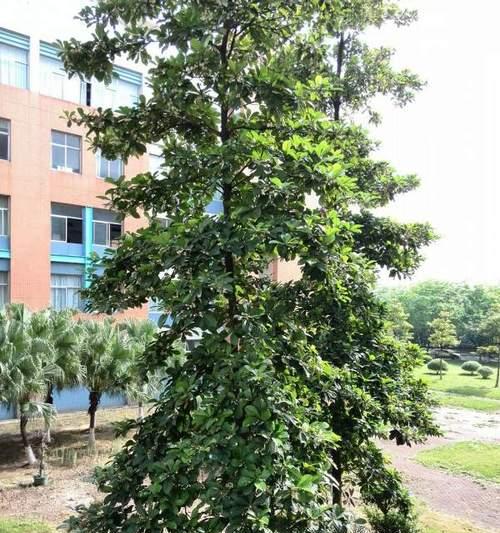 菏泽市树是什么?了解菏泽市树的种类和意义? 菏泽市树是什么?了解菏泽市树的种类和意义?