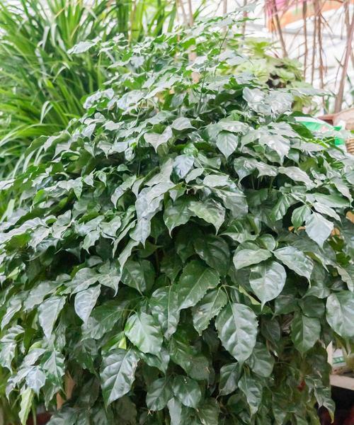 绿宝树开花时间是什么时候?如何促进开花?