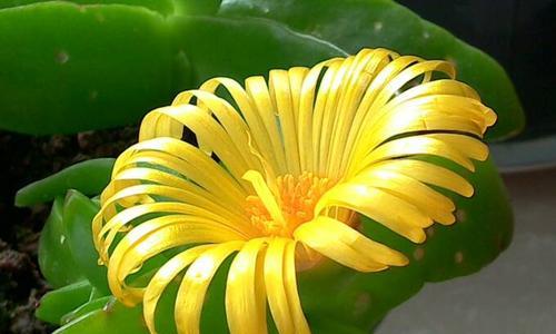 绿宝树开花时间是什么时候？如何促进开花？