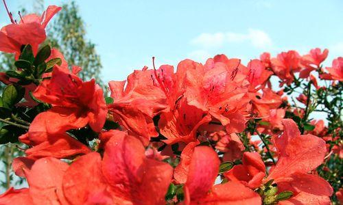 映山红（鲜艳绽放的爱与希望）