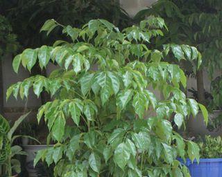 绿宝树开花时间是什么时候？如何促进开花？