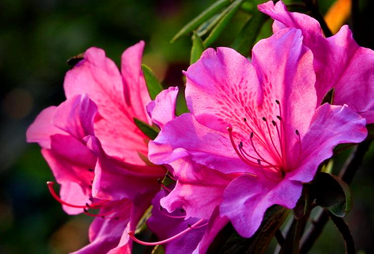 映山红（鲜艳绽放的爱与希望）