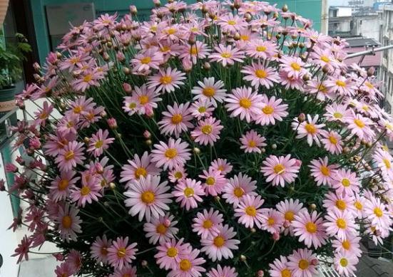 玛格丽特花冬天养护技巧？如何确保其安全过冬？