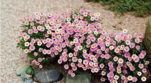 玛格丽特花冬天养护技巧？如何确保其安全过冬？