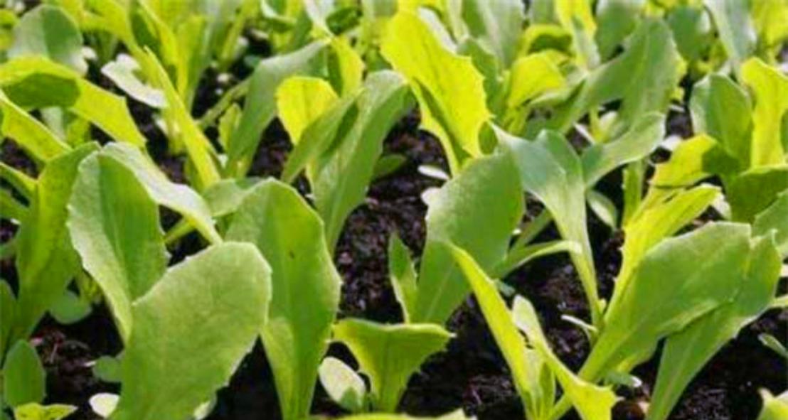 油麦菜怎么种？最佳种植时间是什么时候？