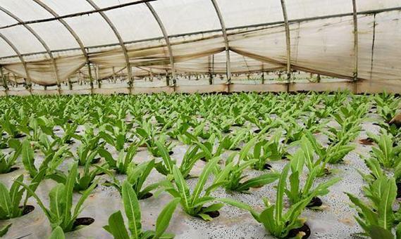 油麦菜怎么种？最佳种植时间是什么时候？