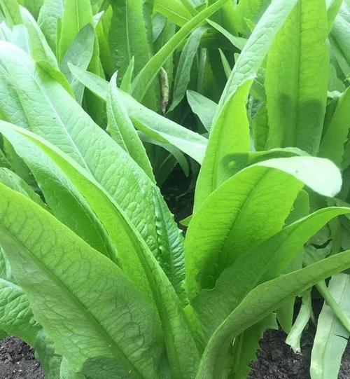 油麦菜怎么种？最佳种植时间是什么时候？