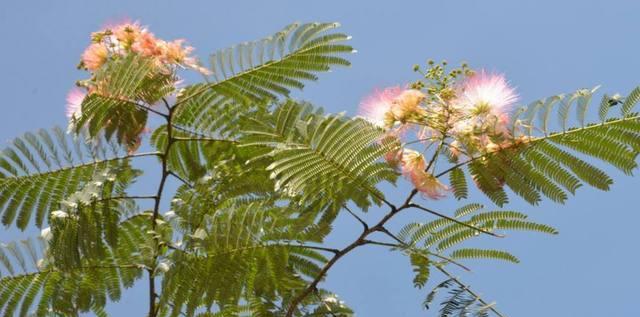 合欢花（探寻合欢花的花语与美妙）