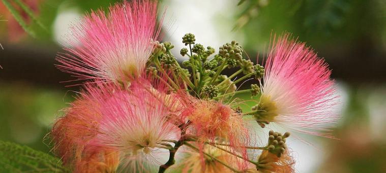 合欢花（探寻合欢花的花语与美妙）