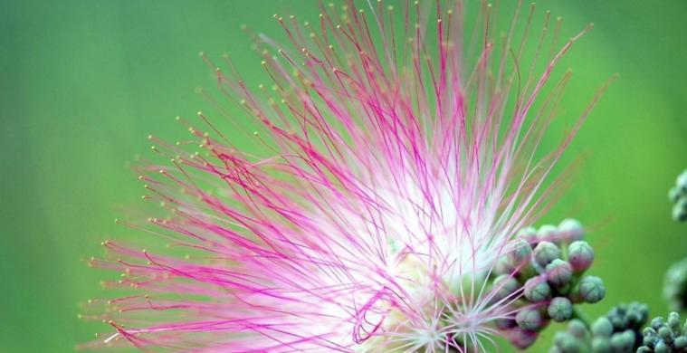 合欢花（探寻合欢花的花语与美妙）