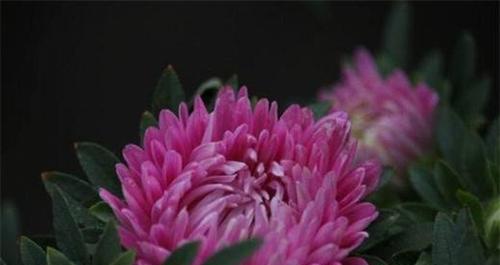 表示喜欢的花花语是什么意思？喜欢的花有哪些？